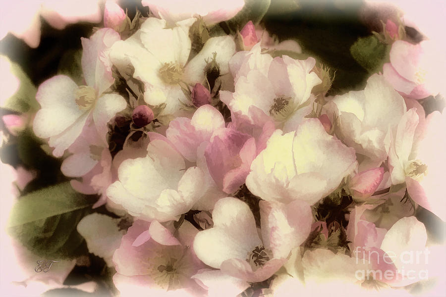 Spring Roses Photograph by Elaine Teague