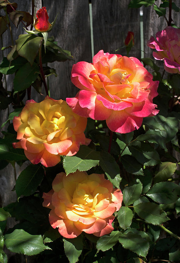 Spring Roses Photograph by Greg Sigrist