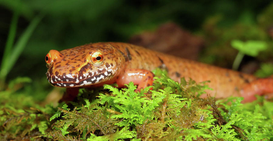 Spring Salamander Photograph by Joshua Bales