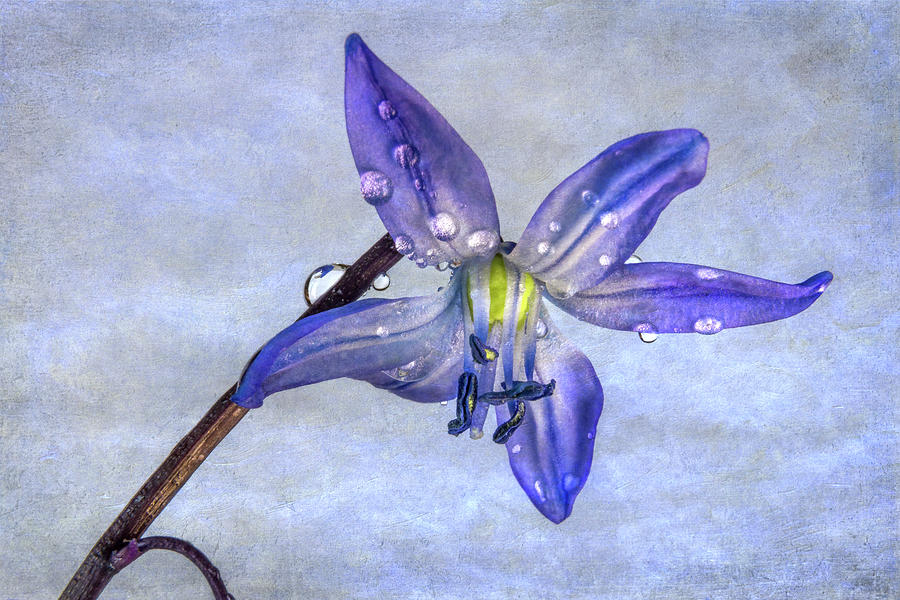 Nature Photograph - Spring Scilla Flower w/Texture by Patti Deters