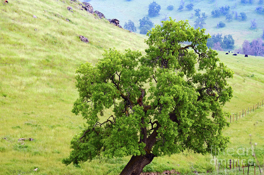Spring Scrub Oak Photograph