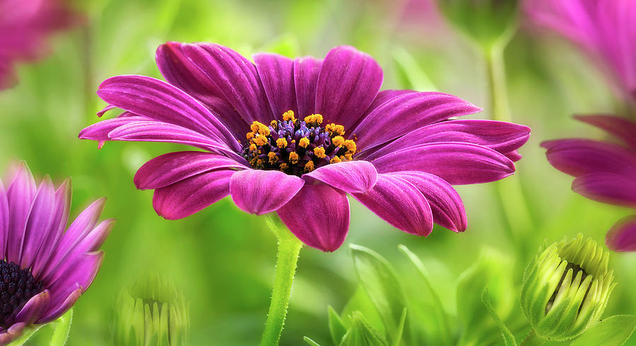 Spring Shades Of Purple Photograph by John Rogers