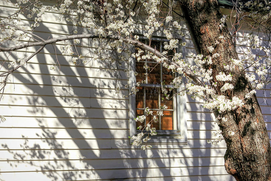 Spring Shadows Photograph by Donna Kennedy