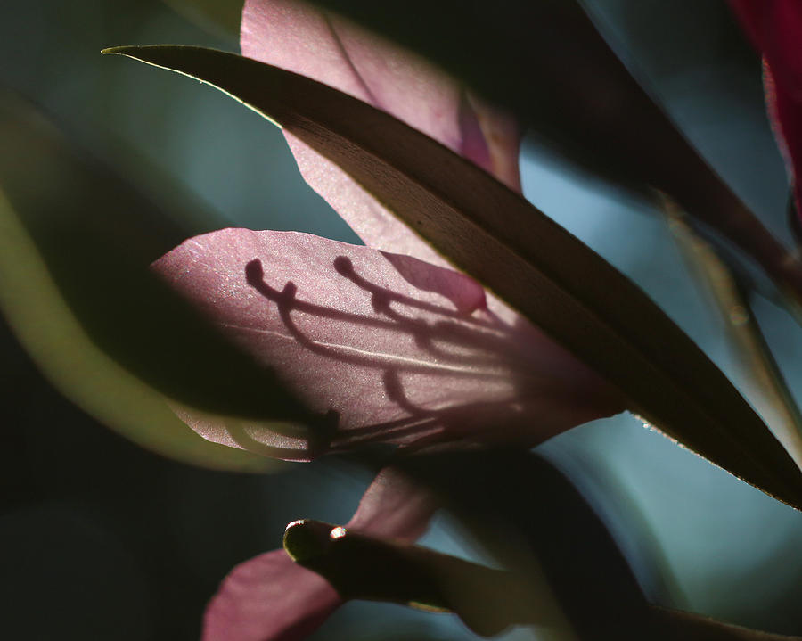 Spring Shadows Photograph By Ryan Gilchrest Fine Art America