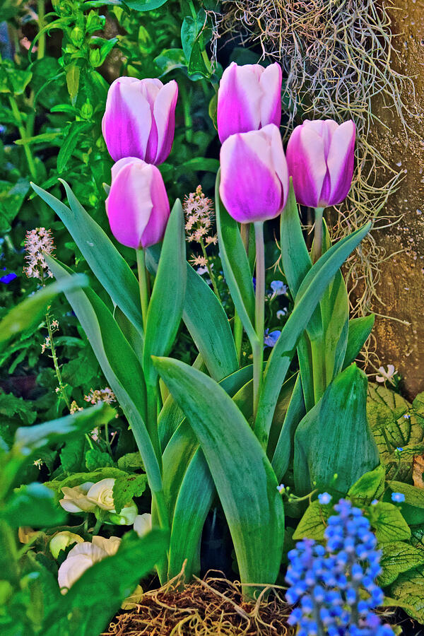 Spring Show 24 Librlje Triumph Tulips Photograph by Janis Senungetuk Spring Show 24 Librlje Triumph Tulips Photograph by Janis Senungetuk