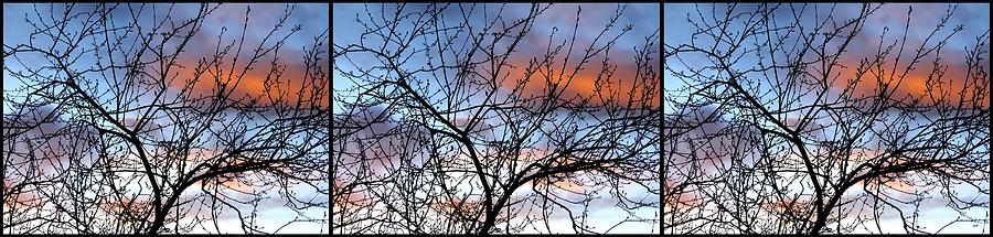 Spring Silhouette Triptych Photograph by Will Borden