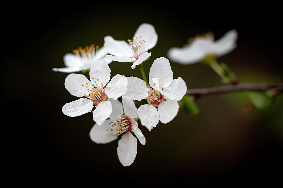 Spring Simplicity Photograph by Vanessa Thomas