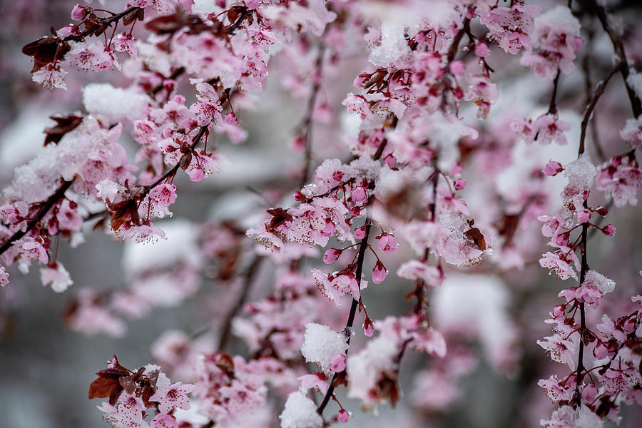 Spring Snow 1 Plum Blossoms Photograph by Michael Saunders