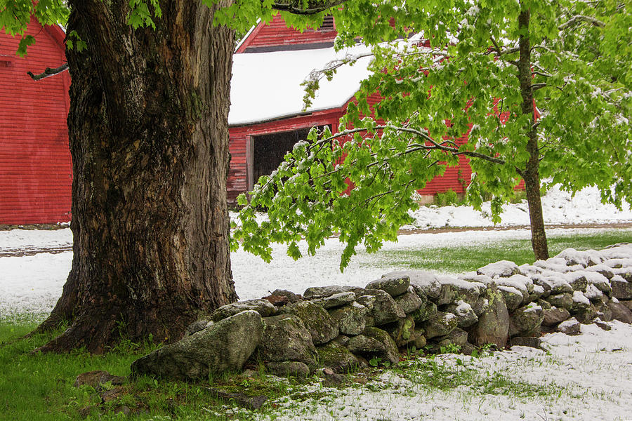 Spring Snow Barn Photograph by White Mountain Images