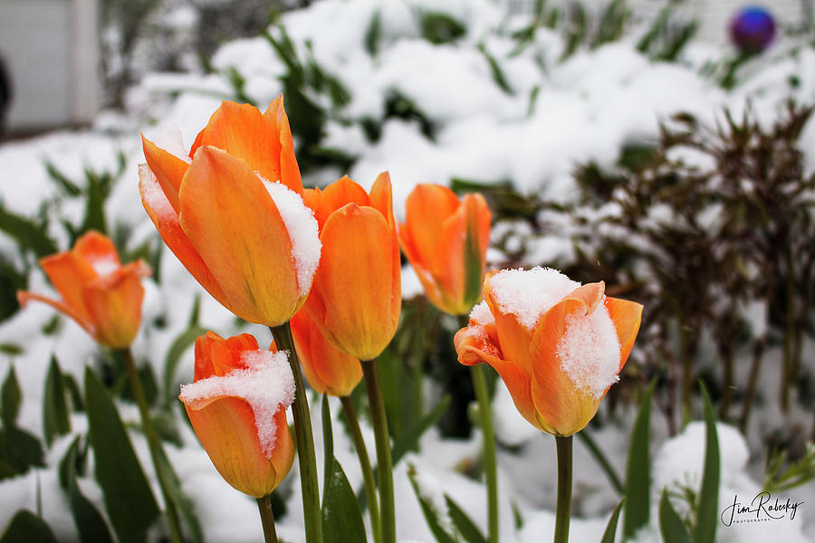 Spring Snow Photograph by Jim Robesky