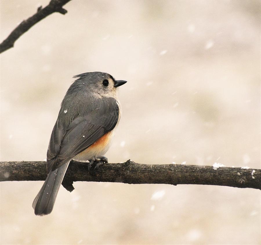 - Spring Snow -  Tufted Titmouse  Photograph by THERESA Nye