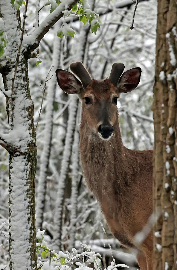 Spring Snow Whitetail Deer 95, Indiana Photograph by Steve Gass - Fine ...