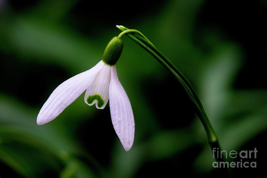 Spring Snowdrop Photograph by Martyn Arnold