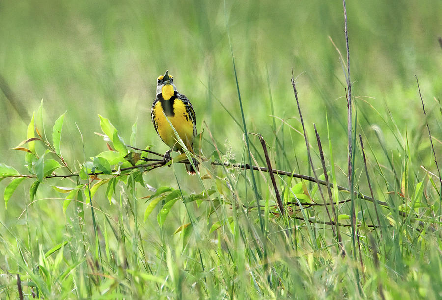 Spring Song of the Eastern Meadowlark Photograph by Marcy Wielfaert