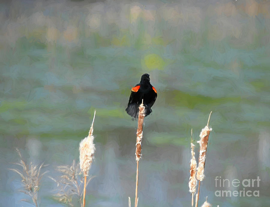 Spring Song of the Red-winged Blackbird Photograph by Kerri Farley