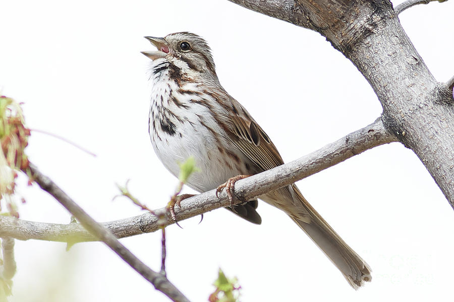 Spring Song Sparrow Photograph by Natural Focal Point Photography
