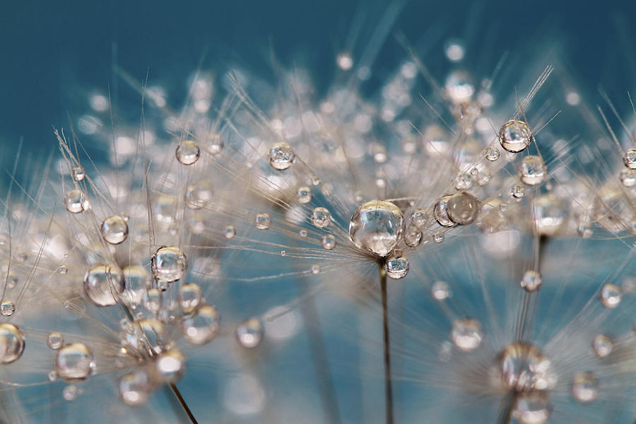 Spring Sparkles in Blue Photograph by Sharon Johnstone
