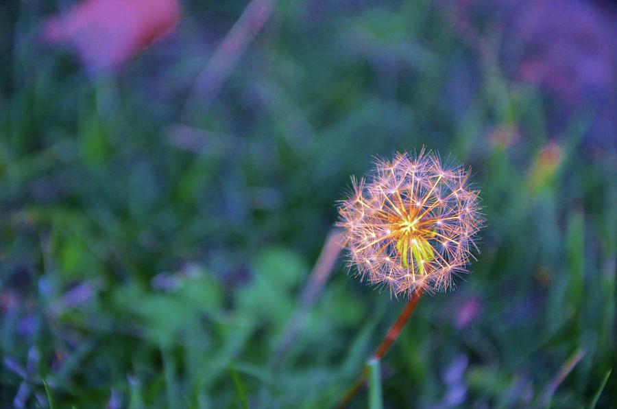 Spring Sparkles with a Dandelion in my Garden Photograph by Marilyn MacCrakin