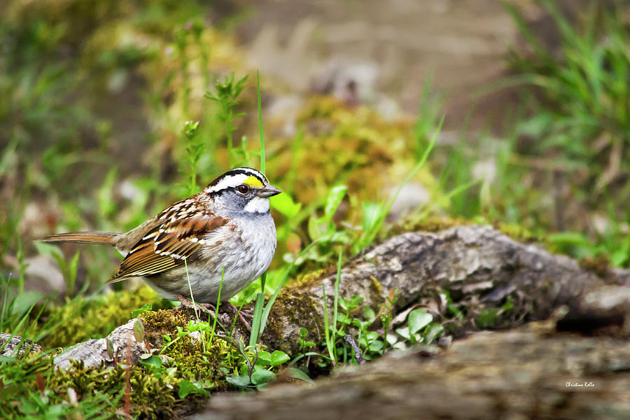 Spring Sparrow Photograph by Christina Rollo