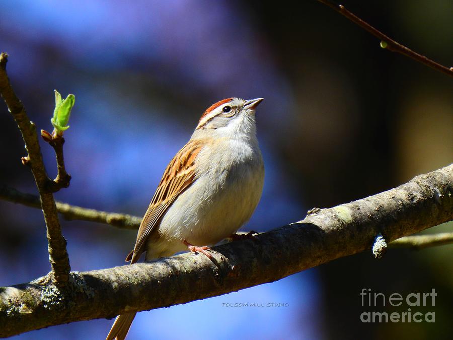 Spring Sparrow Photograph by Eunice Miller