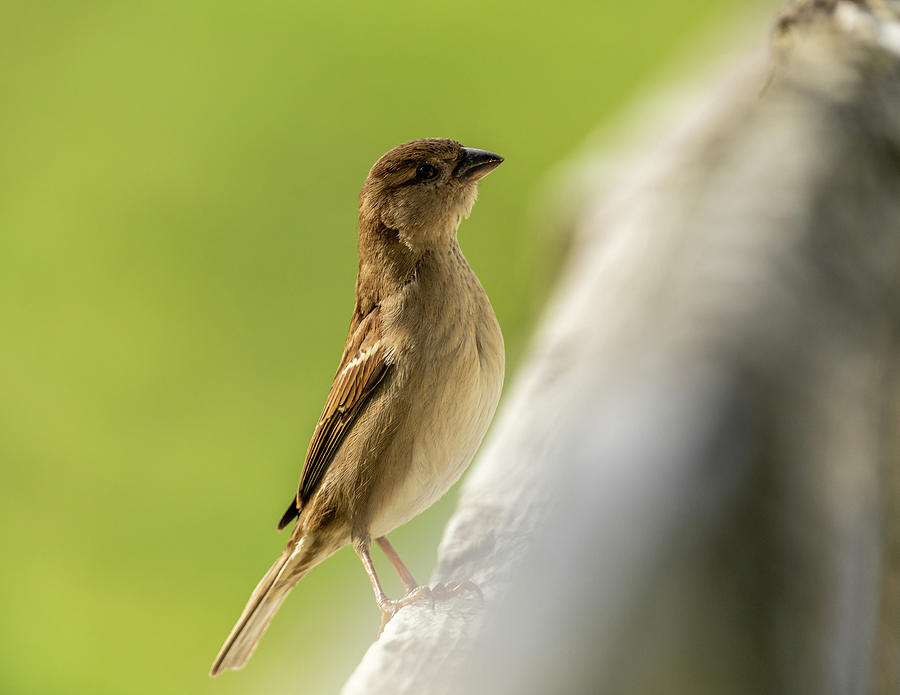 Spring Sparrow Photograph by Rachel Morrison