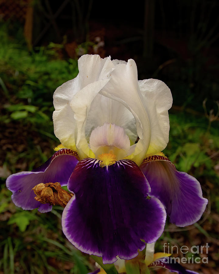 Spring Spectacular Iris Photograph by Barbara Bowen