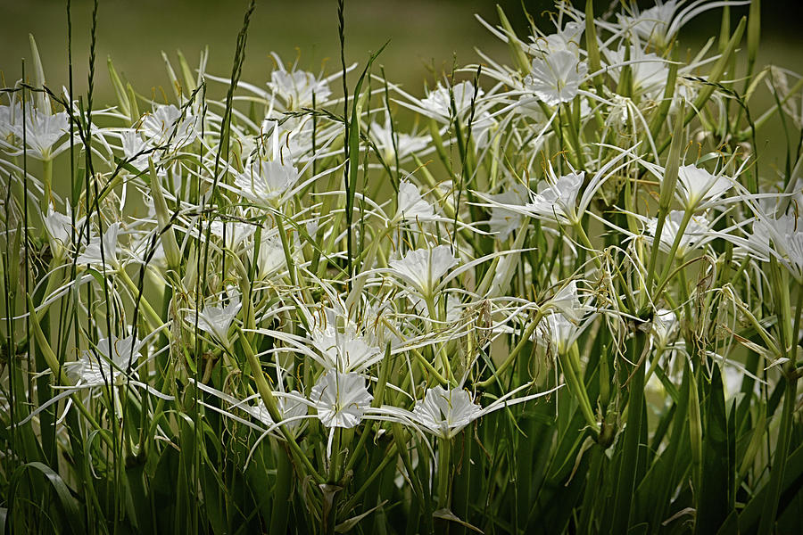 Spring Spider Lilies Photograph by Nadalyn Larsen