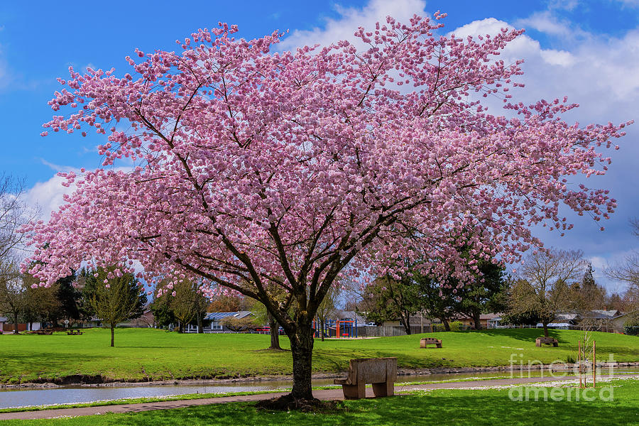Spring Splendor  Photograph by Nick Boren
