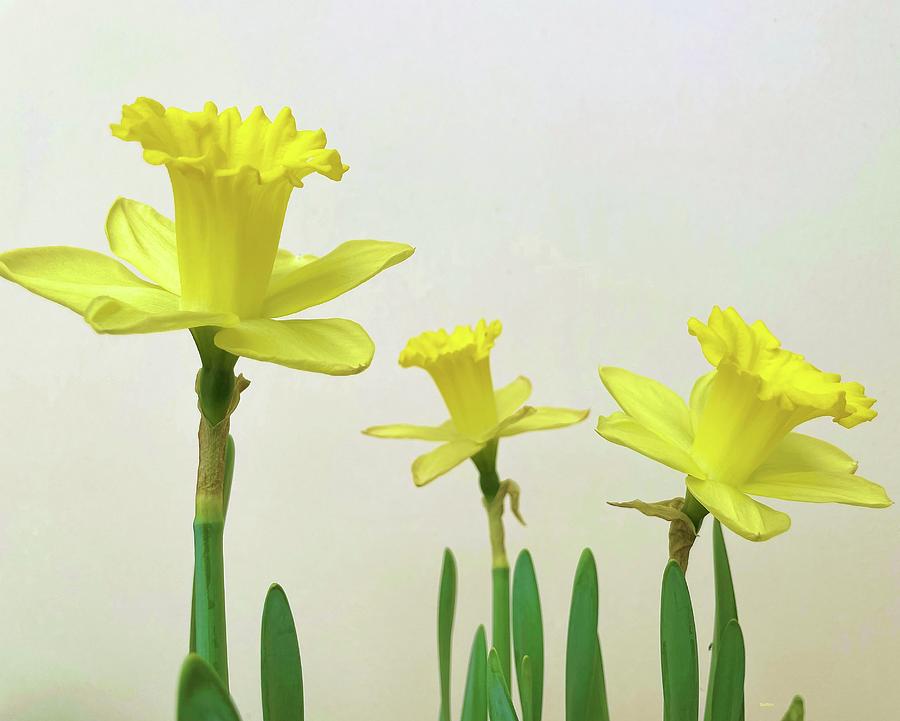 Spring Sprang And Sprung Daffodils Photograph