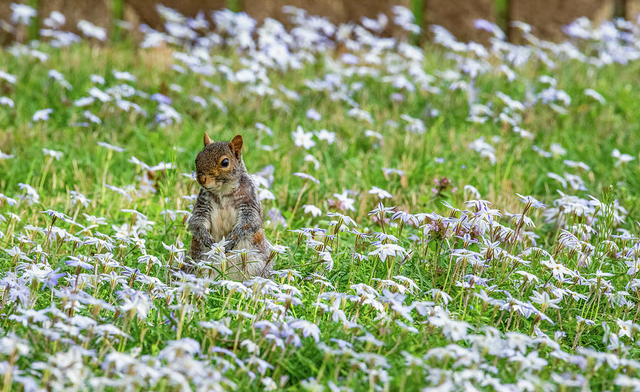 Spring Star Flowers and a Squirrel Photograph by Rachel Morrison