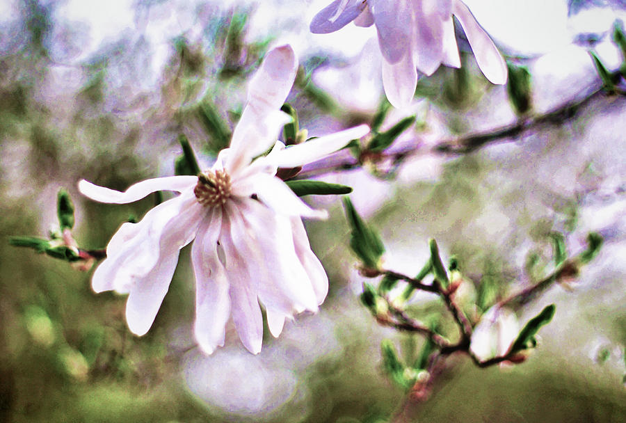 Spring Star Magnolia Flower Photograph by Susan Maxwell Schmidt