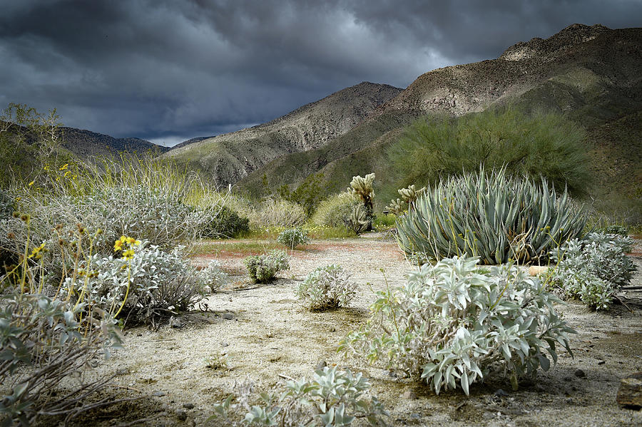 Spring Storm - Desert Drama  Photograph by Bonnie Colgan