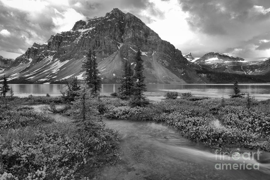 Spring Streams Into Bow Lake Black And White Photograph by Adam Jewell