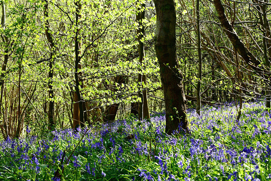 Spring sunlight in bluebell woods England Photograph by James Brunker