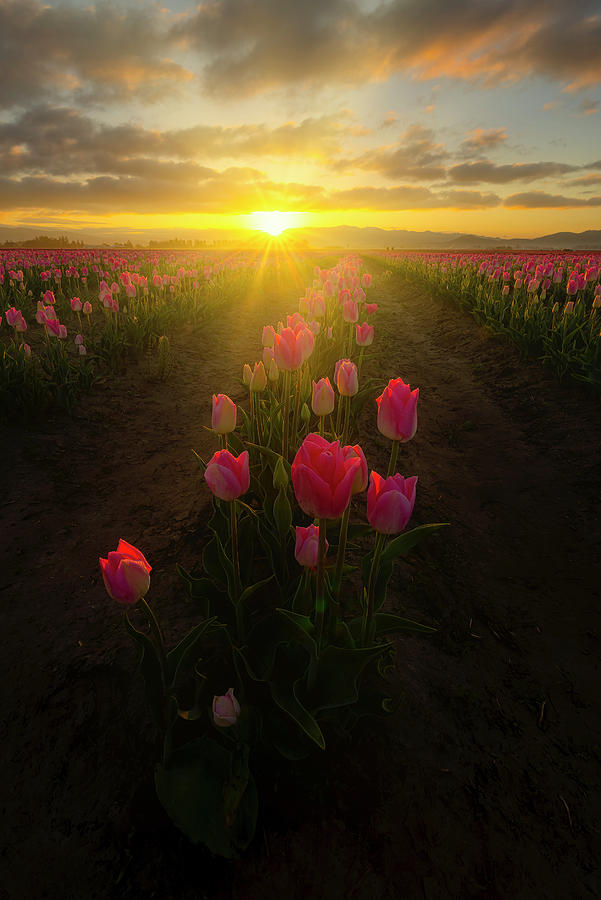 spring flower sunrise
