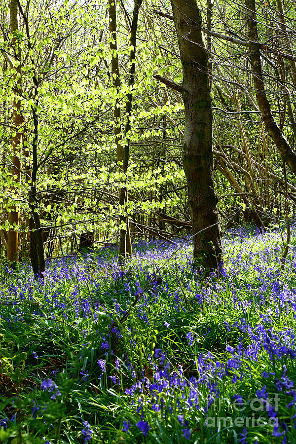 Spring sunshine in bluebell woods England Photograph by James Brunker