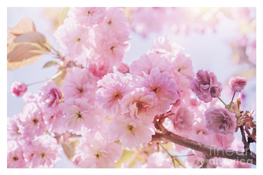 Spring Sunshine Pink Blossom  Photograph by Natalie Kinnear