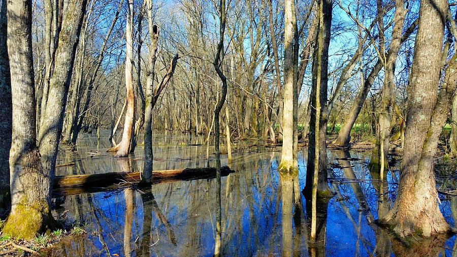 Spring Swamp Photograph by Ally White