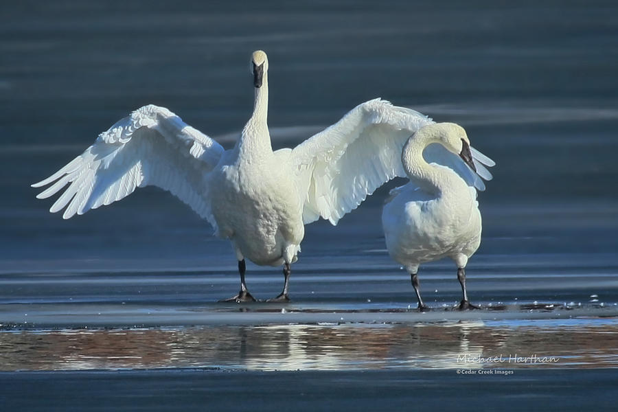 Spring Swans Photograph by Cedar Creek Images Mike and Barb Harthan ...