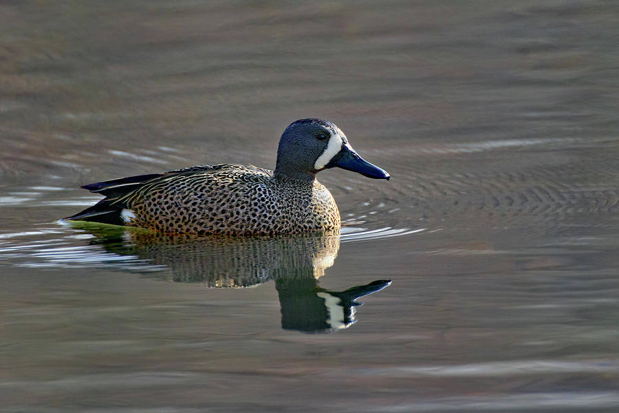 Spring Teal Photograph by Timothy McIntyre