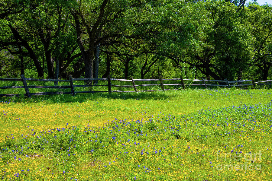 Spring Texas Photograph by Kelly Wade