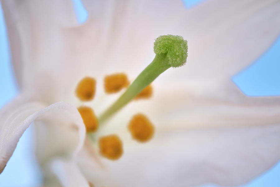 Spring time. Azucena. Lilium candidum Photograph by Guido Montanes Castillo