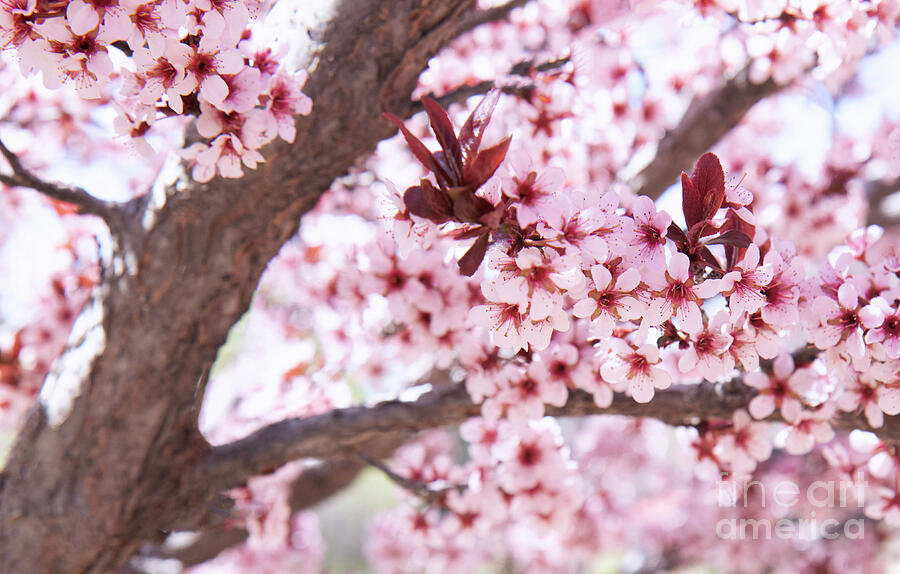 Spring time blooming cherry tree  Photograph by Ruth Jolly
