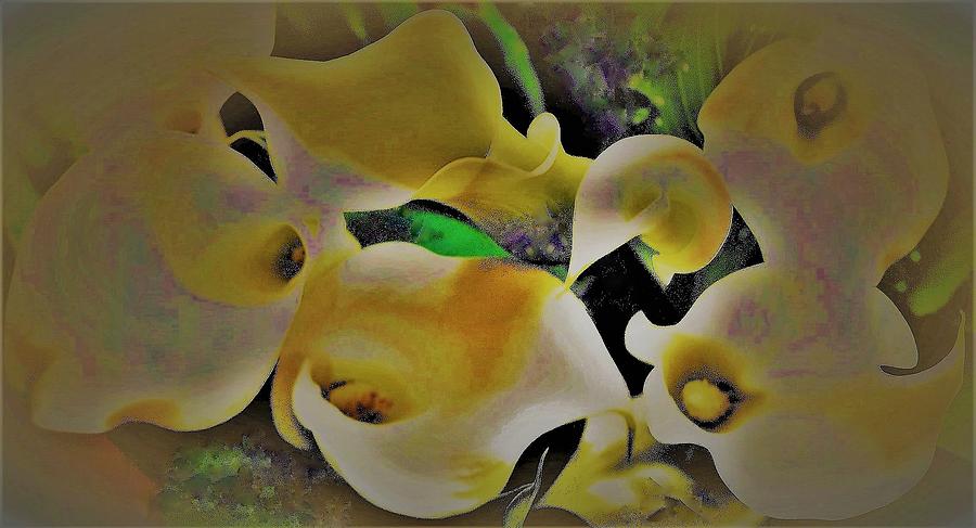 Nature Photograph - Spring Time Calla Lilies by Elizabeth Pennington