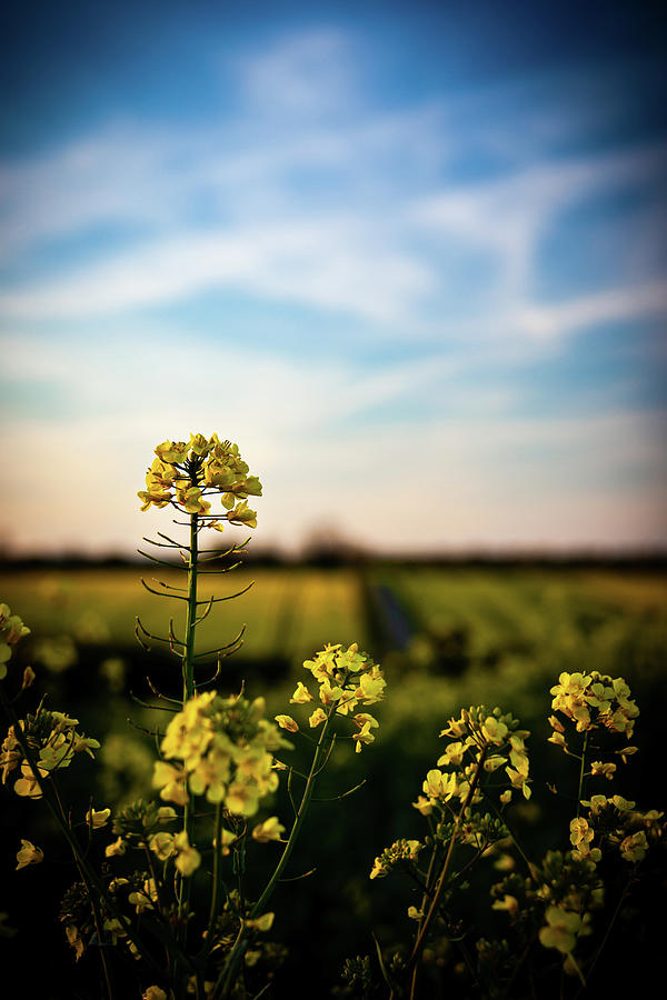 Spring Time- Croughton, England Photograph by Brian Anderson Spring Time- Croughton, England Photograph by Brian Anderson