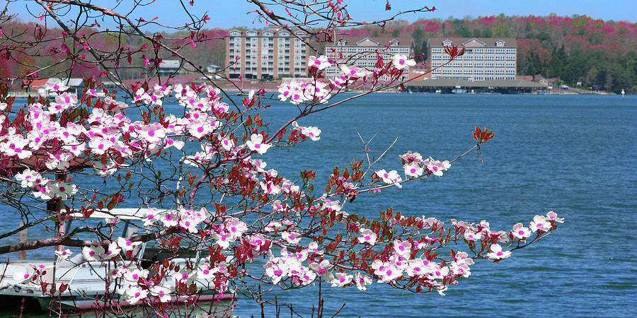 Spring Time, Pink Dogwood Flowers, Mariners Landing, VA Photograph by The James Roney Collection