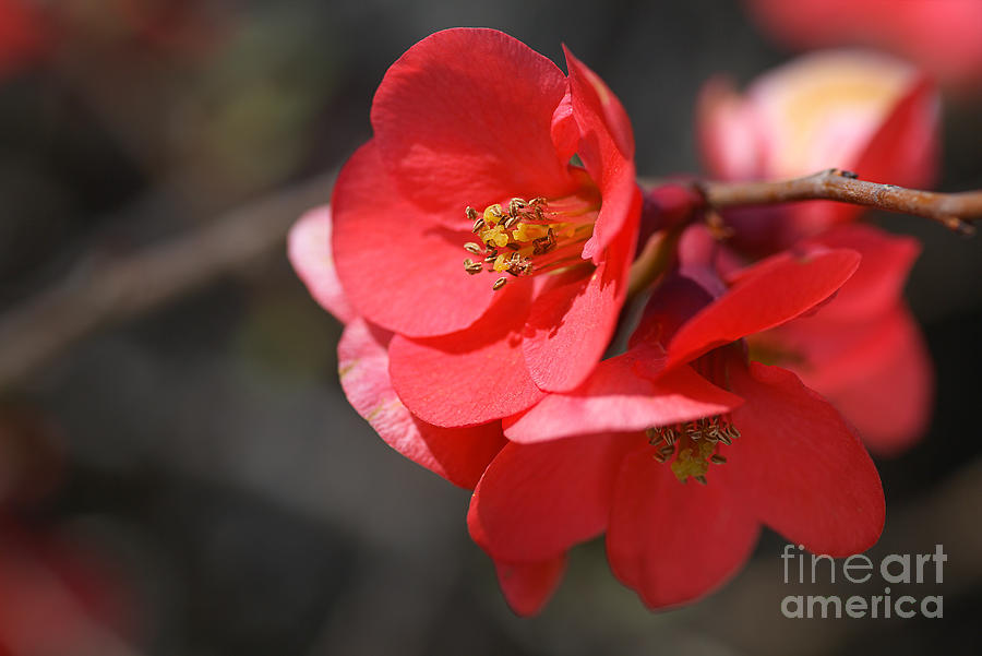 Spring Time Flowering Quince Photograph by Joy Watson