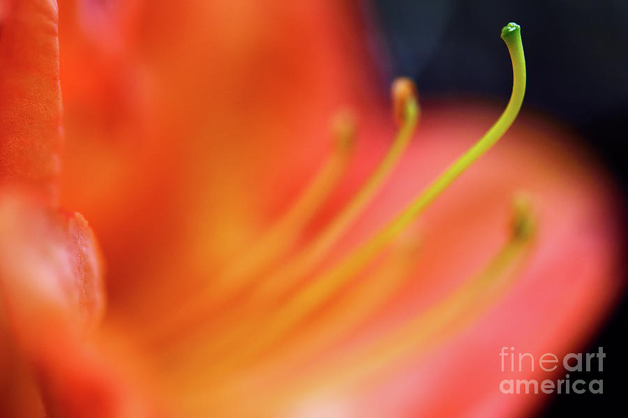 Spring Time Flowers 2020 - Orange Azalea Flower Photograph by Terry Elniski