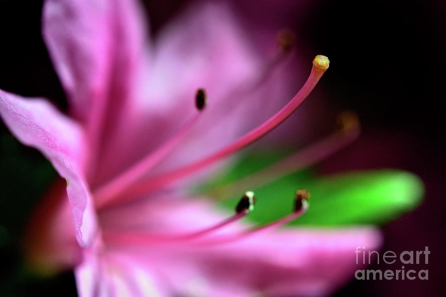 Rhododendron Flower Photograph - Spring Time Flowers 2020 - Pink Azalea Flower  by Terry Elniski