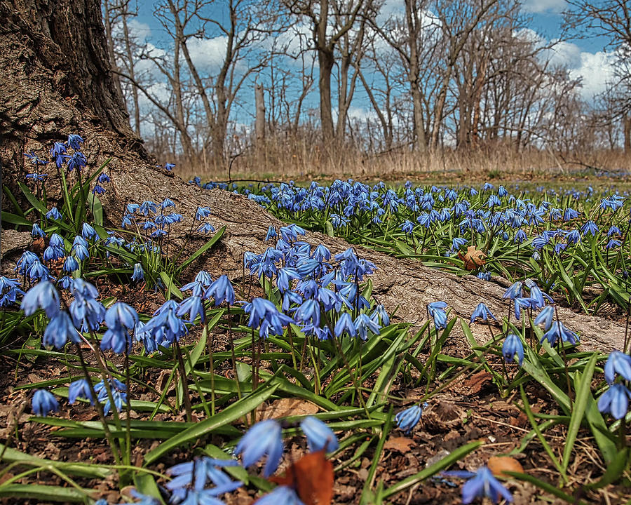 Spring Time Flowers Photograph by Scott Olsen